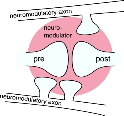 neuromodulation